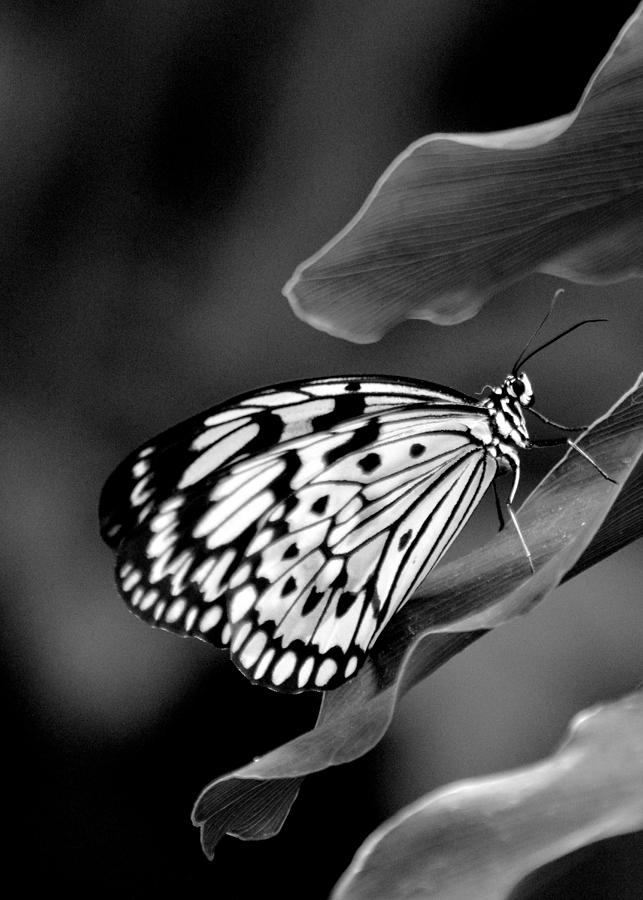 Paper Kite Butterfly Photograph by Laurie Minor - Fine Art America