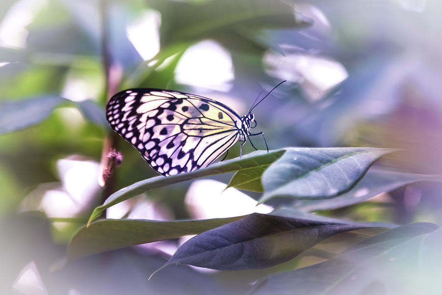 Butterfly Photograph - Paper Kite Butterfly On Display by Saija Lehtonen