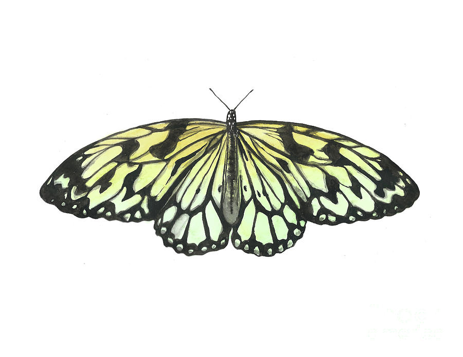 Paper Kite Butterfly Painting by Pamela Schwartz