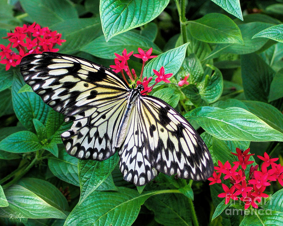 Nature Photograph - Paper Kite Butterfly by Rosanna Life