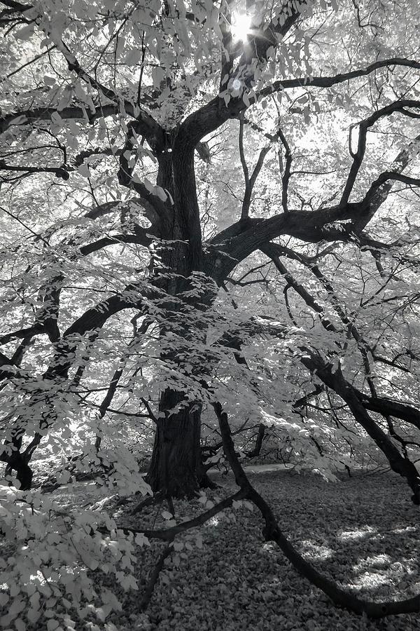 Paper Mulberry in Infrared Photograph by Liza Eckardt