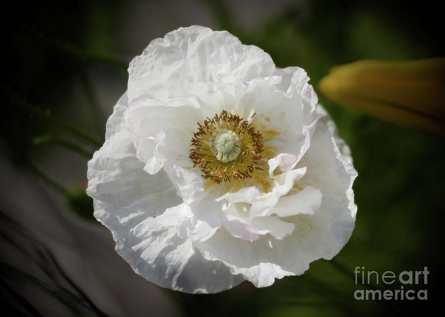 Paper Poppy 2 Photograph by Ross Coleman Paper Poppy 2 Photograph by Ross Coleman