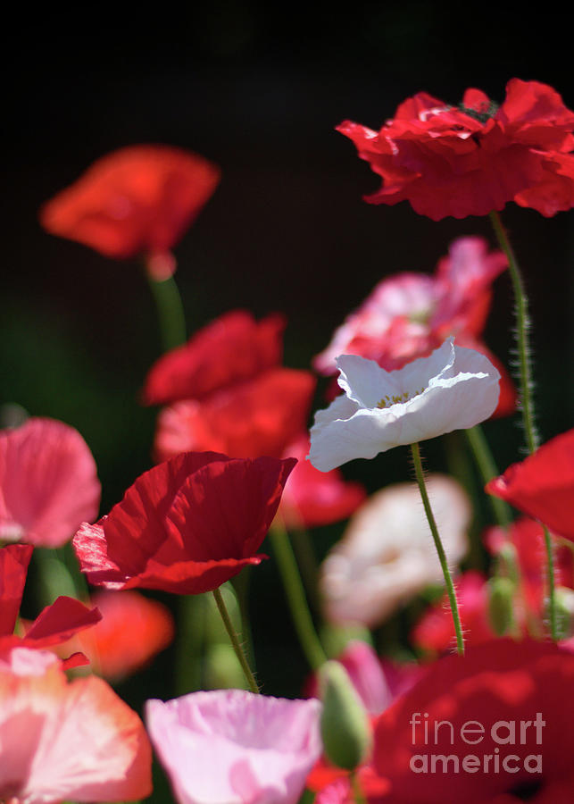 Paper Poppy 3 Photograph by Ross Coleman Paper Poppy 3 Photograph by Ross Coleman