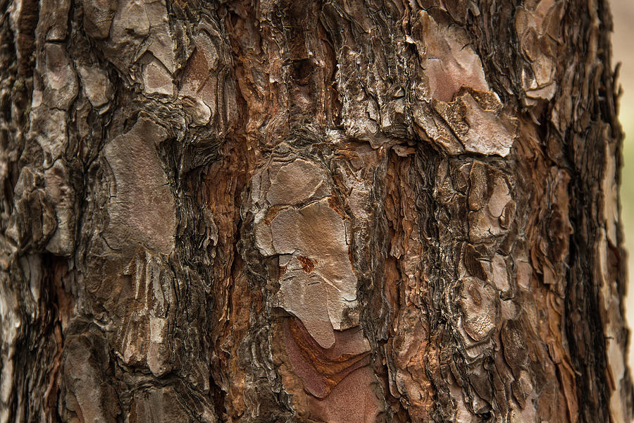 Paper Tree Photograph by Josu Ozkaritz