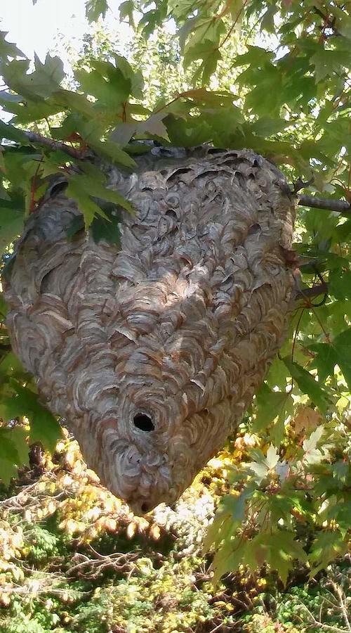 Paper wasp nest Photograph by Amy Bayliss - Fine Art America