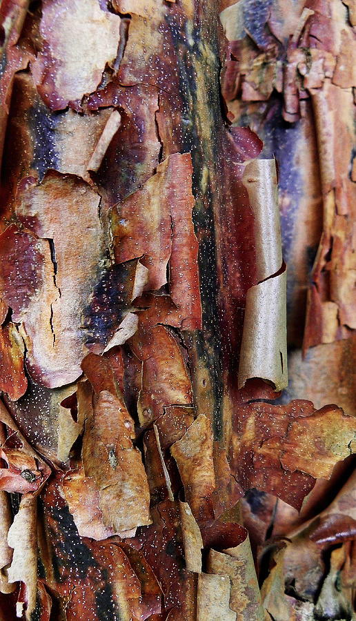 PaperBark Maple Tree Detail Photograph by Laurie Minor - Fine Art America