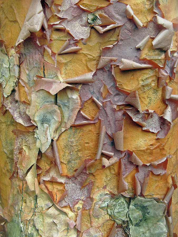 Paperbark Maple Tree Photograph by Jessica Jenney