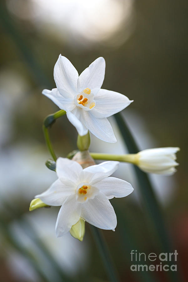 Paperwhite Flowering Bulbs Photograph by Joy Watson