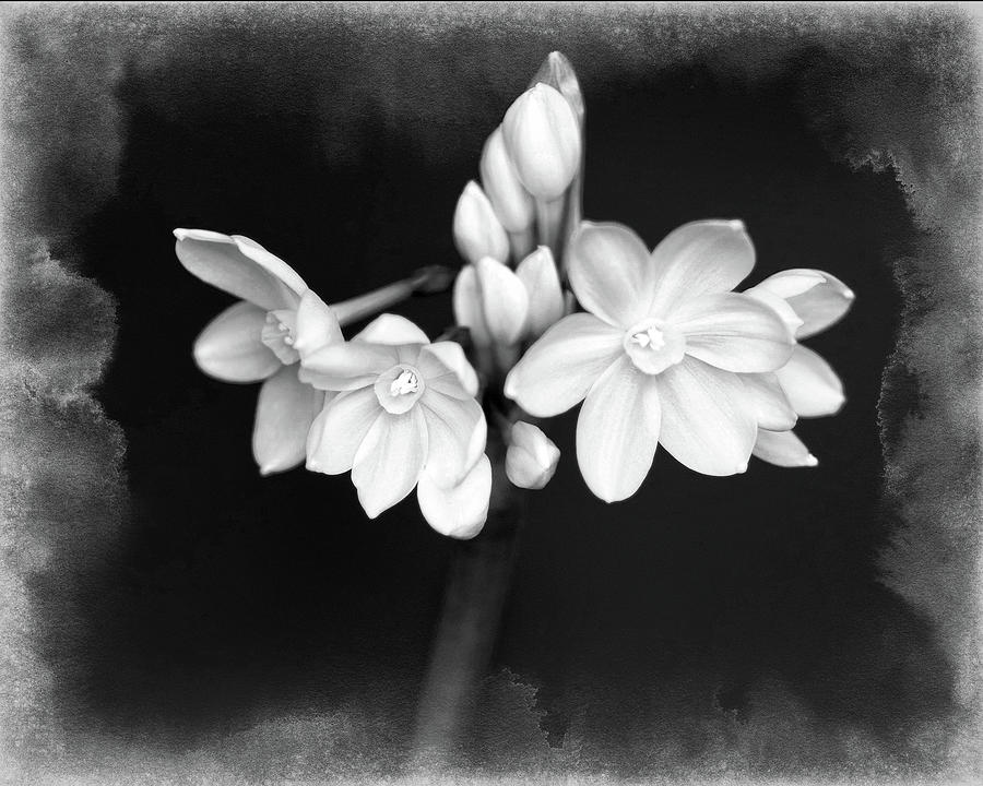 Paperwhite Flowers Photograph