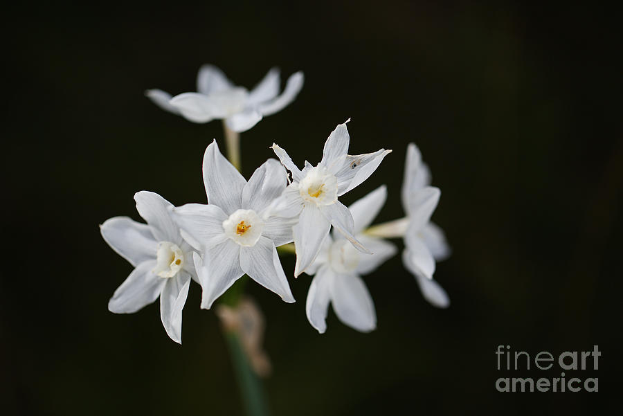 Paperwhite Narcissus Gather Photograph by Joy Watson