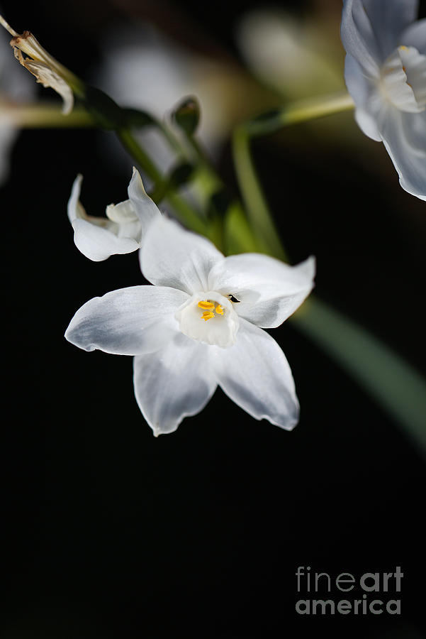 Paperwhite Narcissus Winter Photograph by Joy Watson