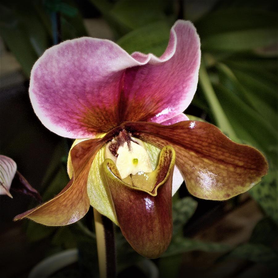 Paphiopedilum Orchid Photograph by Nancy Ayanna Wyatt