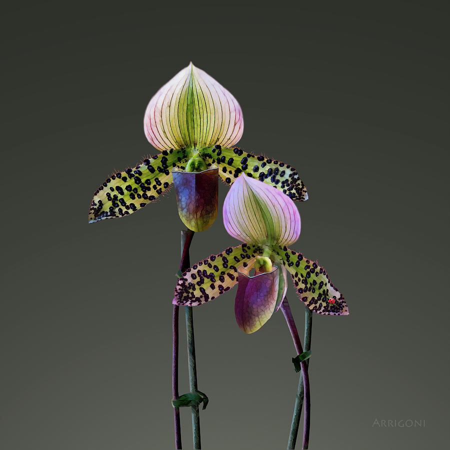 Paphiopedilum Slipper Orchids Painting by David Arrigoni