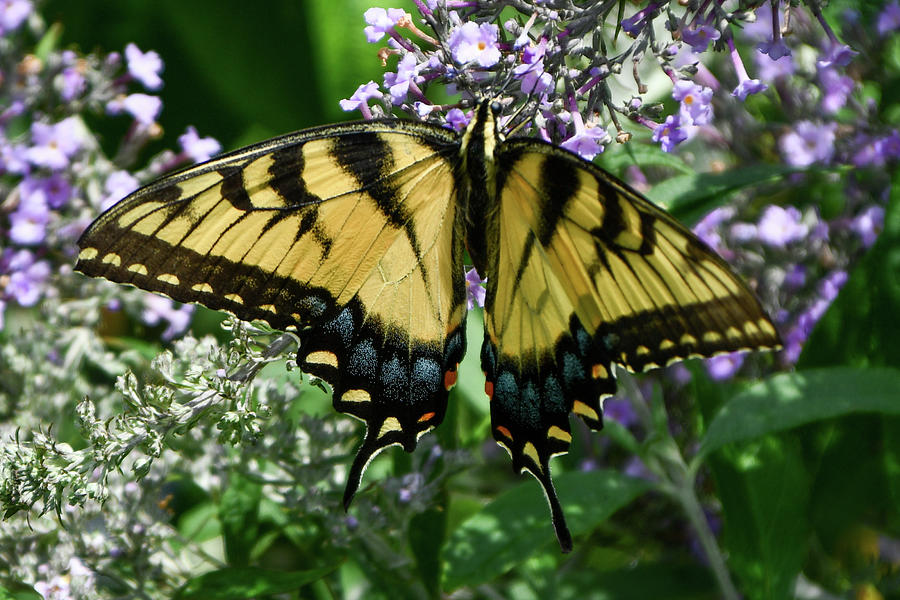 Papilio glaucus tiger swallowtail Photograph by Charles Di Bartolo - Pixels