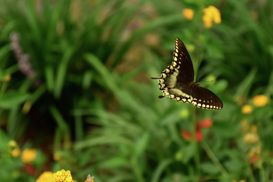 Papilio polyxenes in Flight Photograph by Christopher Mercer
