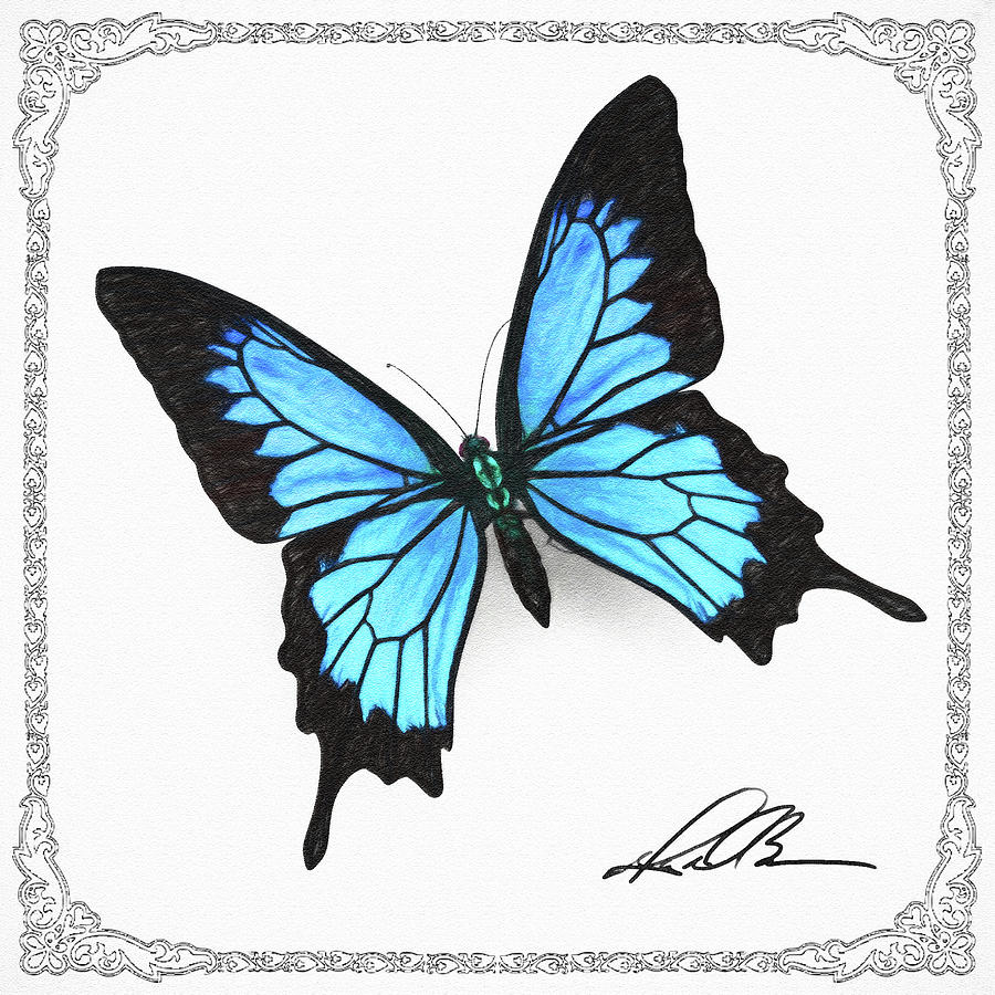 ulysses butterfly drawing