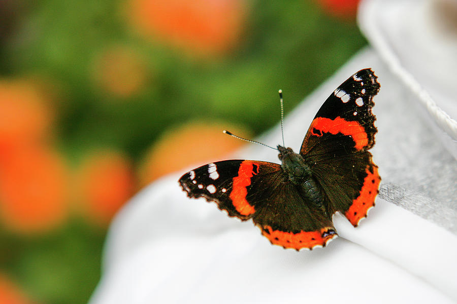 Papillon Photograph by Jeff Speigner