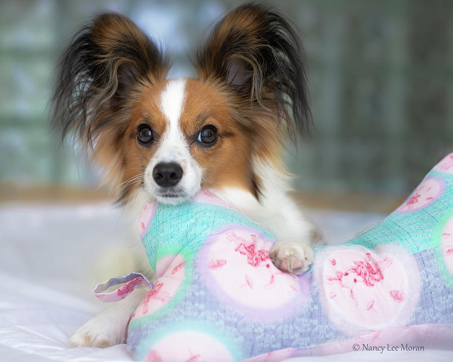 Papillon Pup with Pillow of Cotton Lawn Fabric Photograph by Nancy Lee Moran
