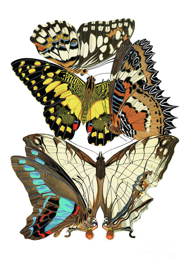 Papillons - Butterflies - 1920s Drawing