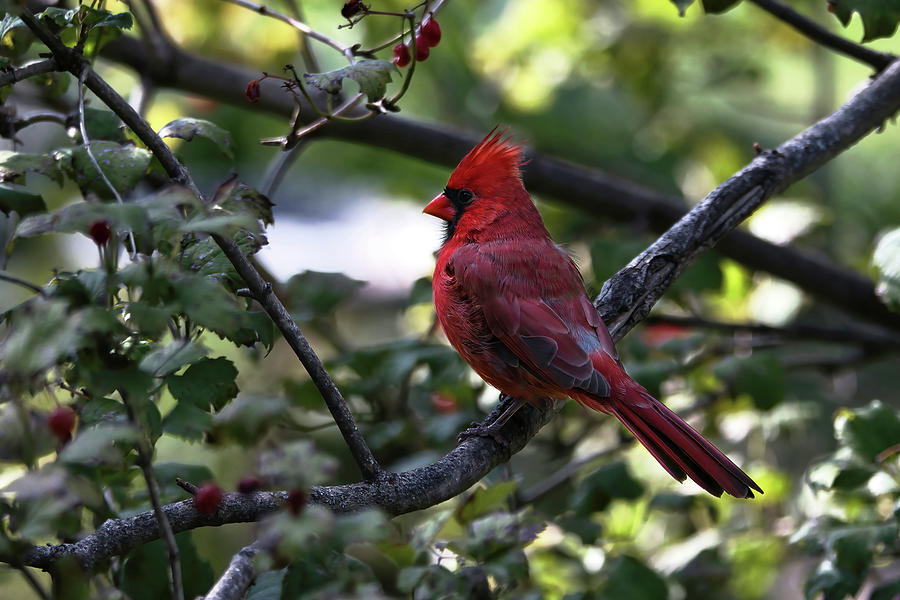 Pappa Cardinal Photograph by American Landscapes