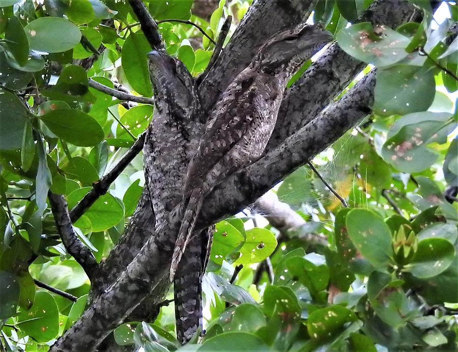 Papuan frogmouths 2 Photograph by Athol KLIEVE - Fine Art America