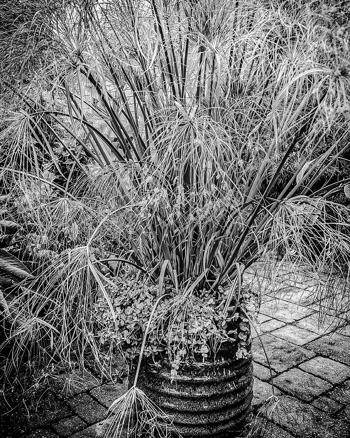 Papyrus in Black and White Photograph by Carol Senske