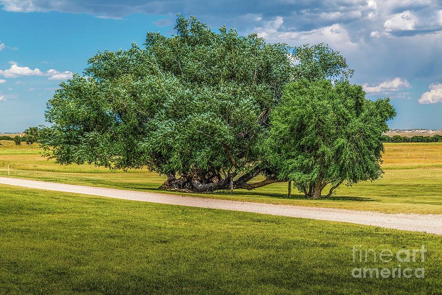 Parade Ground Trees Photograph by Jon Burch Photography