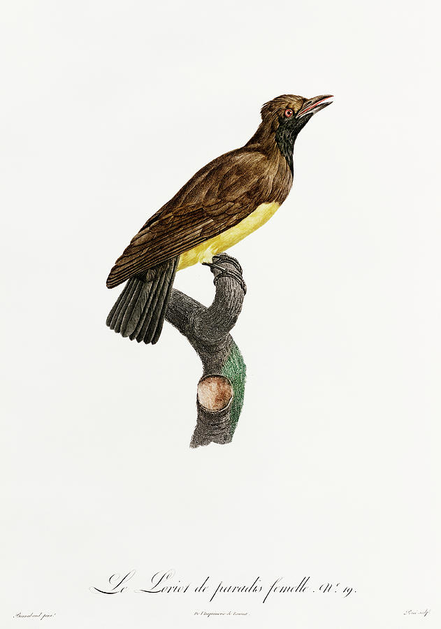 Paradise Crow Female - Vintage Bird Illustration - Birds Of Paradise - Jacques Barraband  Digital Art by Studio Grafiikka