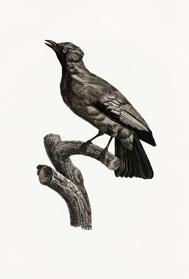 Paradise Crow Male - Vintage Bird Illustration - Birds Of Paradise - Jacques Barraband  Digital Art by Studio Grafiikka