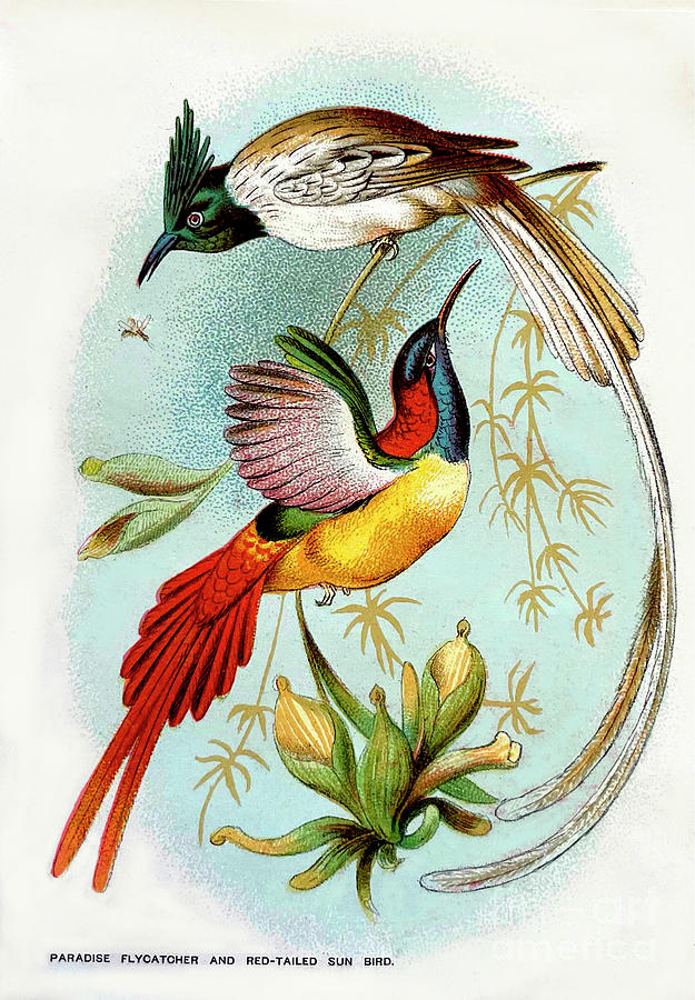 Victorian Birds - Paradise Flycatcher and Red-Tailed Sun Bird by Linda  Crowley