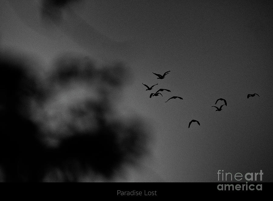 Paradise Lost - One Photograph by Venura Herath