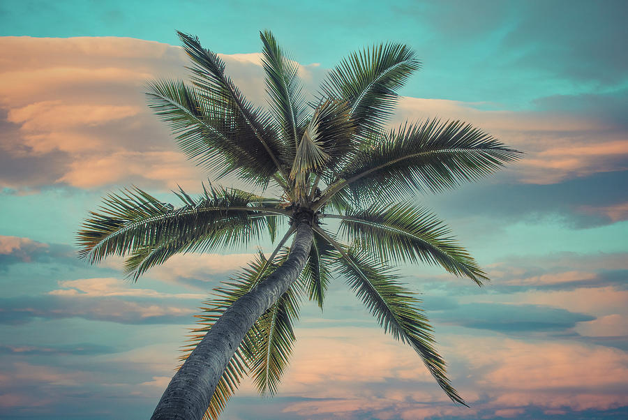 Paradise Palm Photograph