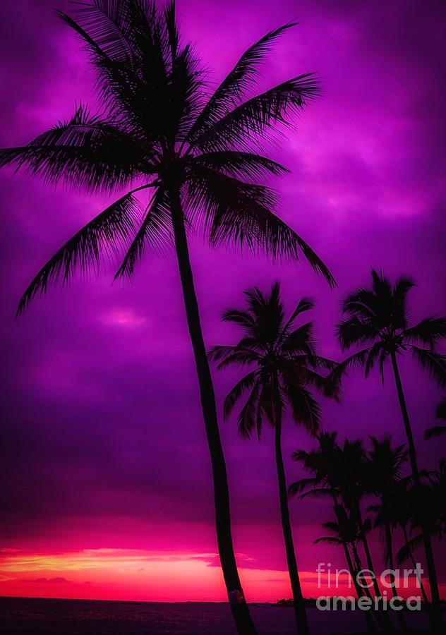 Sunset Photograph - Paradise Palms by Lisa LaniKai Stevenson
