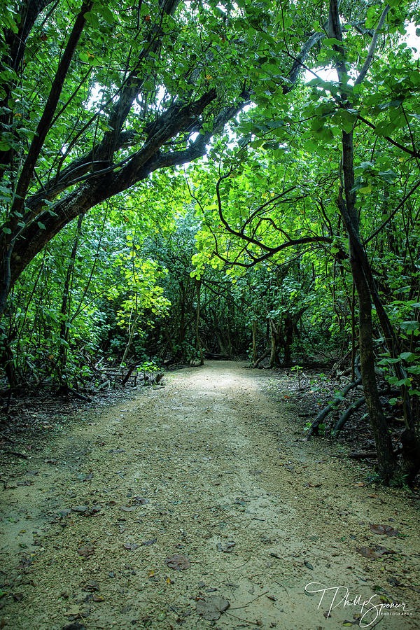 Paradise Path 1 Photograph by T Phillip Spencer