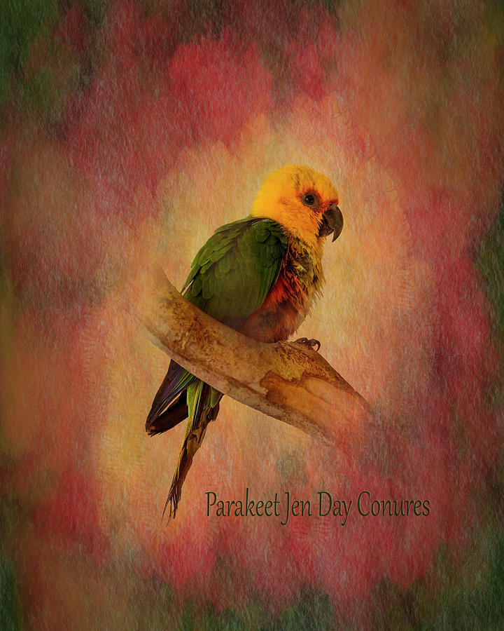 Parakeet Jen Day Conures Photograph by Patti Deters