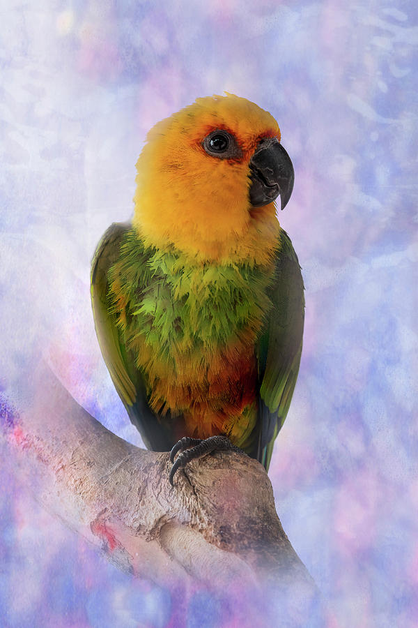 Parakeet Jen Day Conures Portrait Photograph by Patti Deters