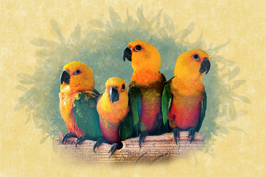 Parakeet Sun Conures - Four Friends Photograph by Patti Deters
