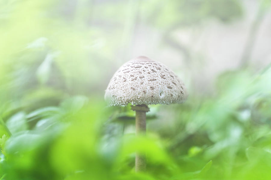 Parasol Mushroom Photograph by Bob Orsillo