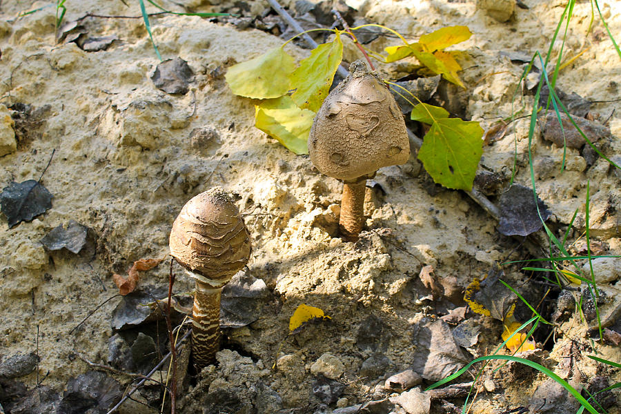 Parasol mushrooms (Macrolepiota procera or Lepiota procera) in forest Photograph by OlyaSolodenko