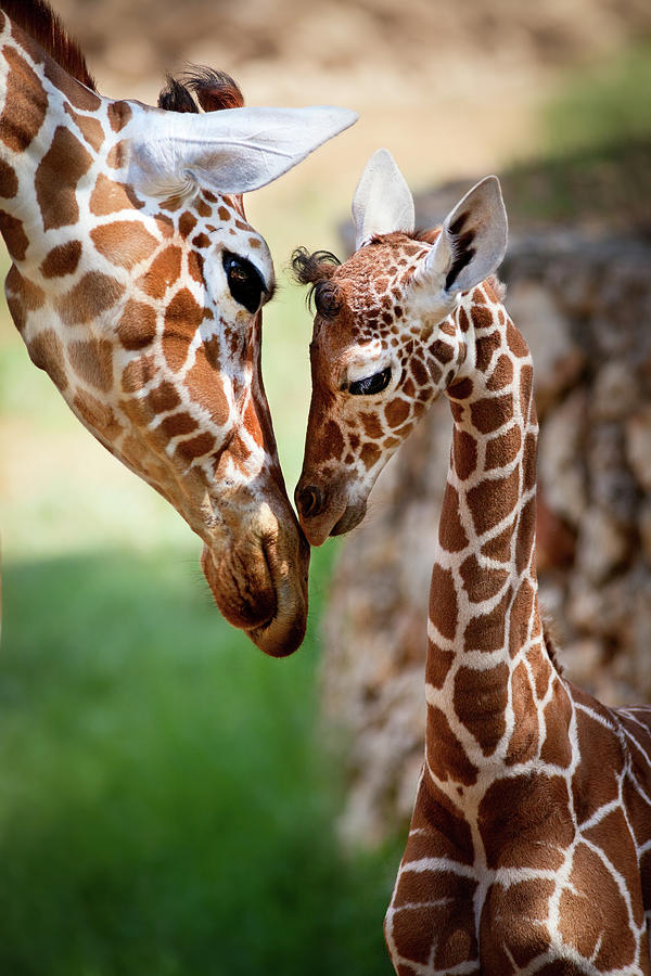 Giraffe Photograph - Parent-Child Relationship by Yuri Peress