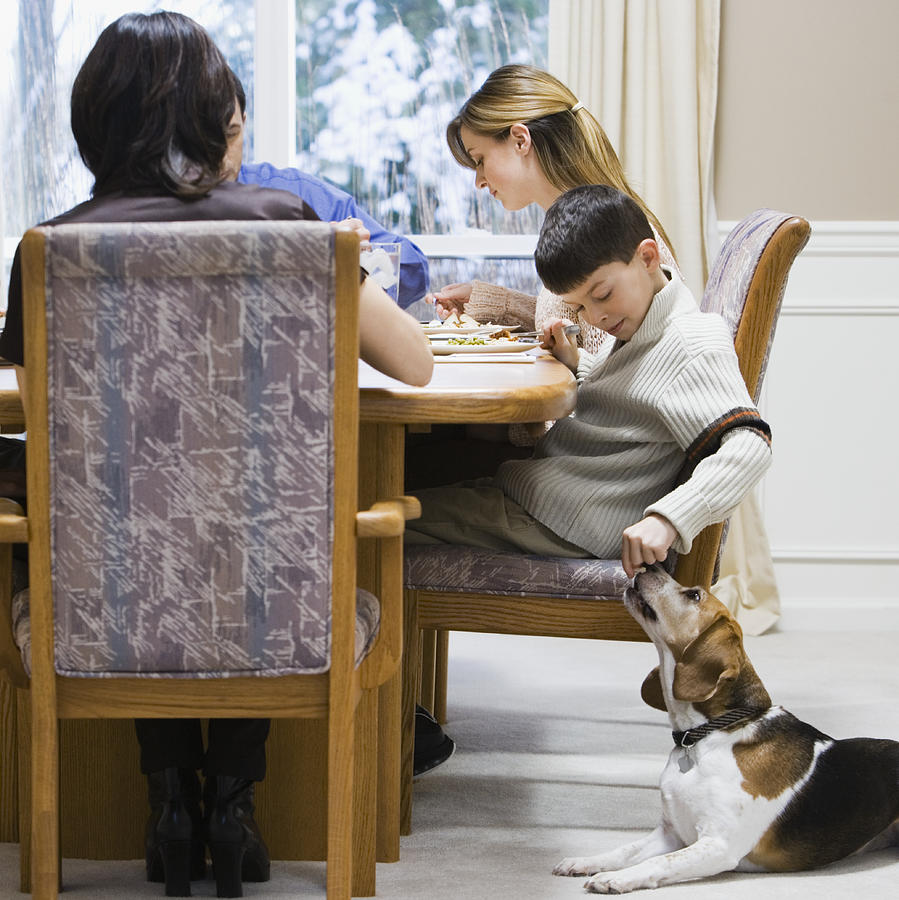 Parents and children (9-17) eating meal, boy feeding dog from table Photograph by Andersen Ross
