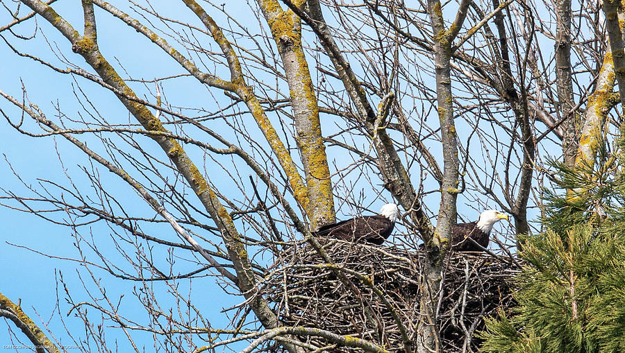 Parents in the Eagle Tree Photograph by Tom Cochran
