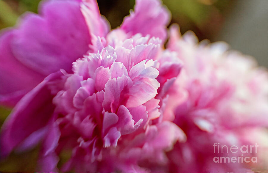 Parfait Amour Digital Art by Macro Abundance Art Parfait Amour Digital Art by Macro Abundance Art