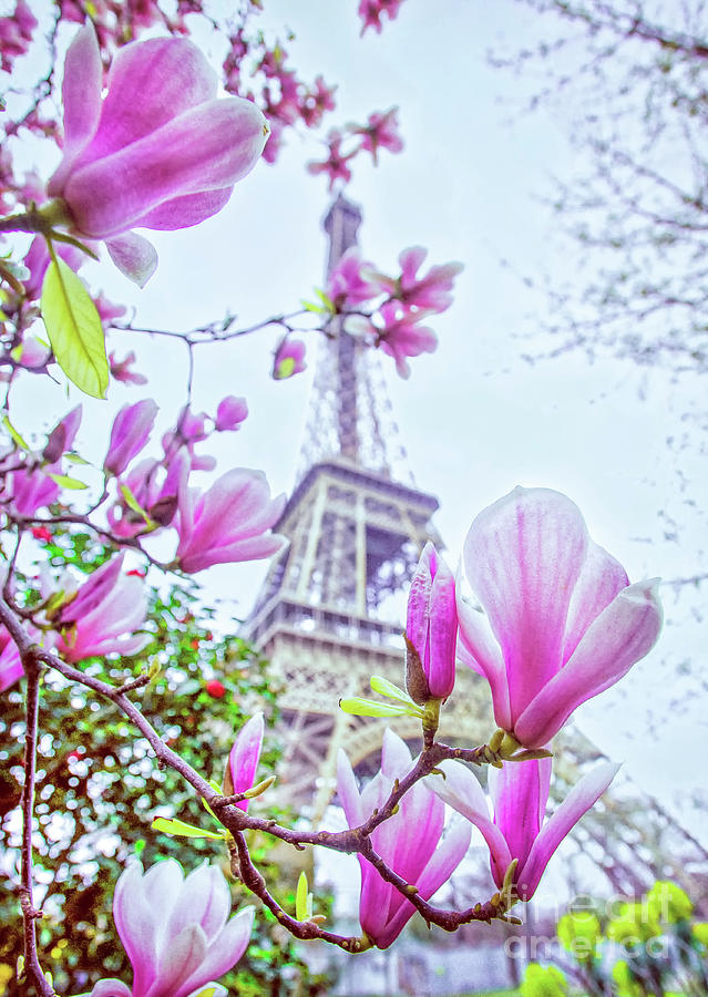 BLOOM, Paris