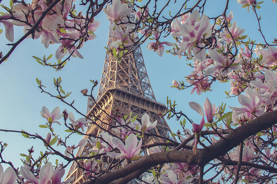 Paris in the Spring 1 Photograph by Lisa Chorny
