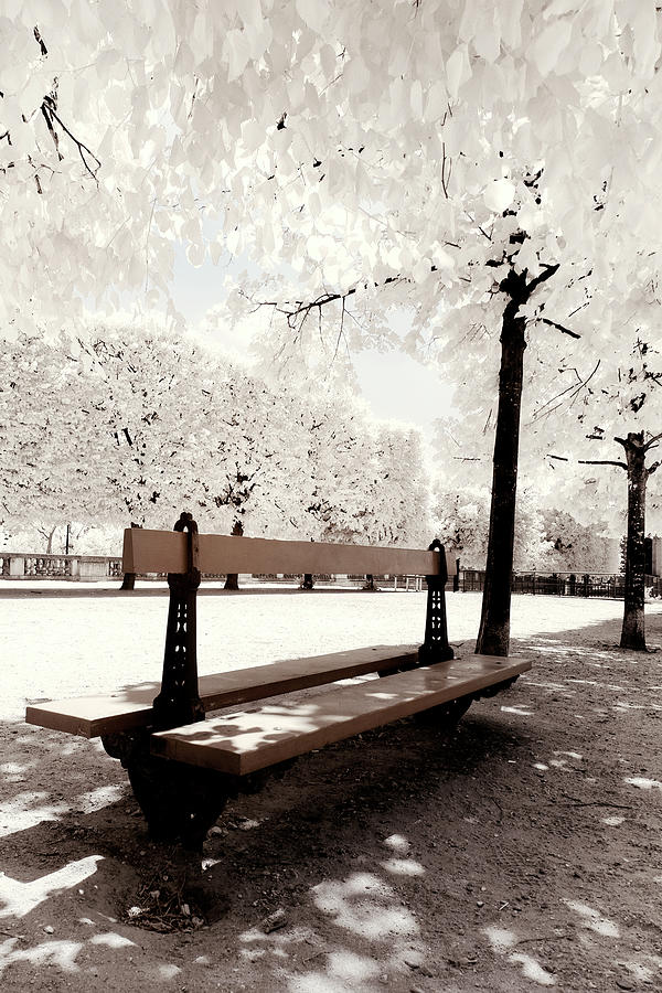 Paris Winter White Collection - Alone in the world Photograph by Philippe HUGONNARD