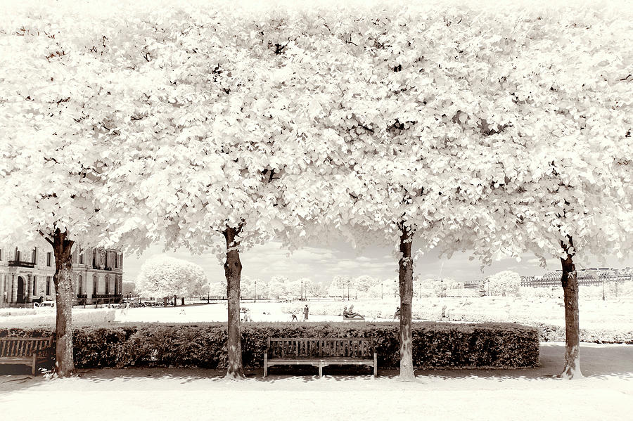 Paris Winter White Collection - Between four Trees Photograph by Philippe HUGONNARD