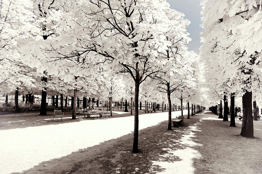 Paris Winter White Collection - Between two forests Photograph by Philippe HUGONNARD
