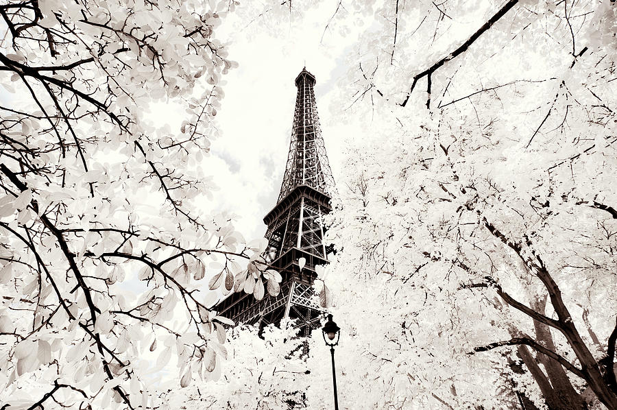 Paris Winter White Collection - Between two trees Photograph by Philippe HUGONNARD