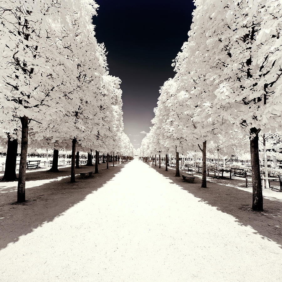 Paris Winter White Collection - Convergence Photograph by Philippe HUGONNARD